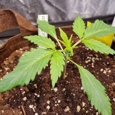 Blue Dream Auto Run #1 growlog timeline photo