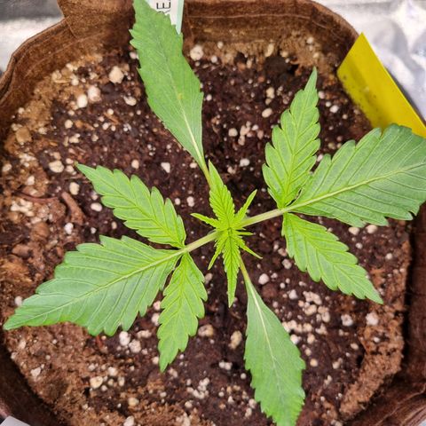 Blue Dream Auto Run #1 growlog timeline photo