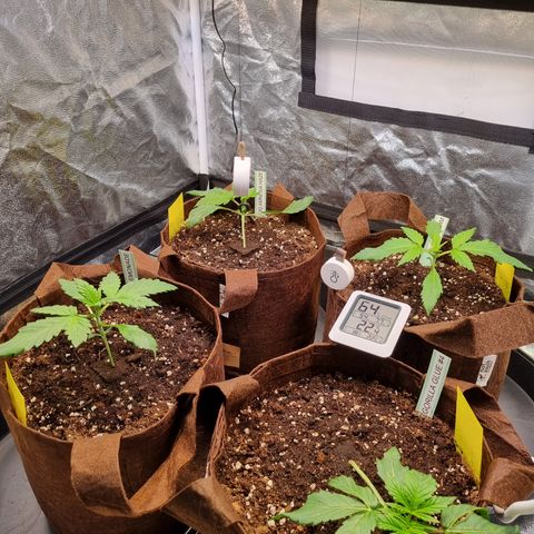 Purple Lemonade Auto Run #1 growlog timeline photo
