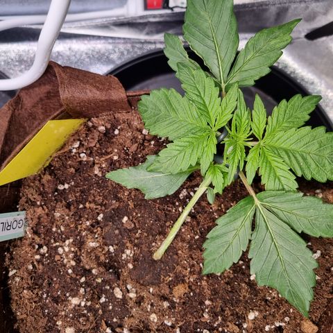 Gorilla Auto Run #1 growlog timeline photo