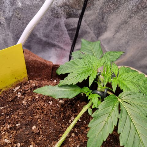 Gorilla Auto Run #1 growlog timeline photo