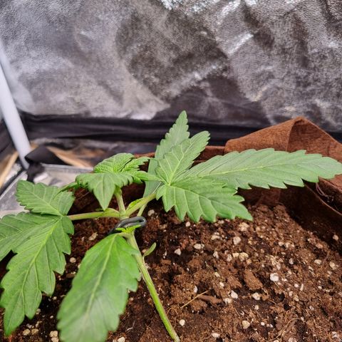 Purple Lemonade Auto Run #1 growlog timeline photo