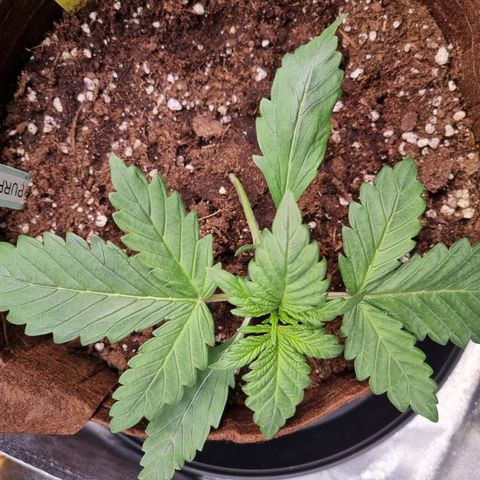 Purple Lemonade Auto Run #1 growlog timeline photo