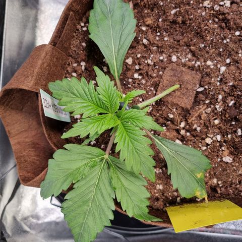 Amnesia Haze Auto Run #1 growlog timeline photo