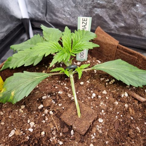 Amnesia Haze Auto Run #1 growlog timeline photo