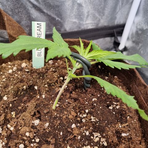 Blue Dream Auto Run #1 growlog timeline photo