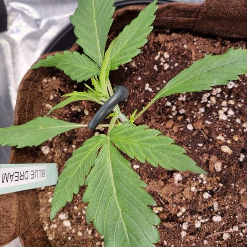 Blue Dream Auto Run #1 growlog timeline photo