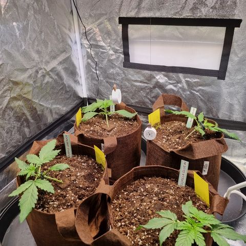 Purple Lemonade Auto Run #1 growlog timeline photo