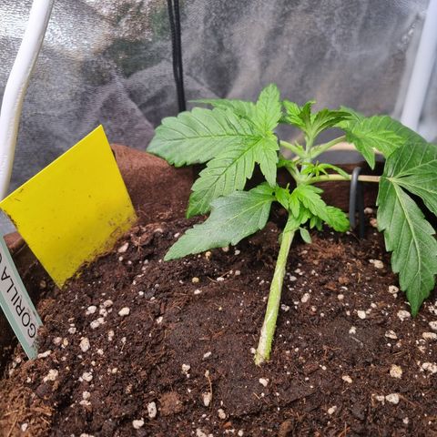 Gorilla Auto Run #1 growlog timeline photo