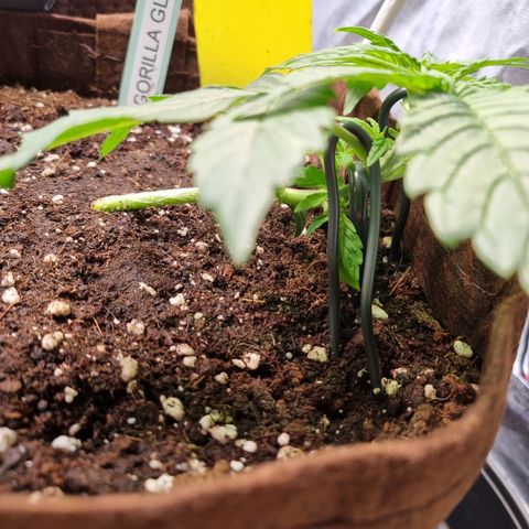 Gorilla Auto Run #1 growlog timeline photo