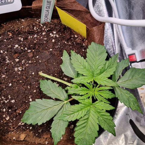 Gorilla Auto Run #1 growlog timeline photo