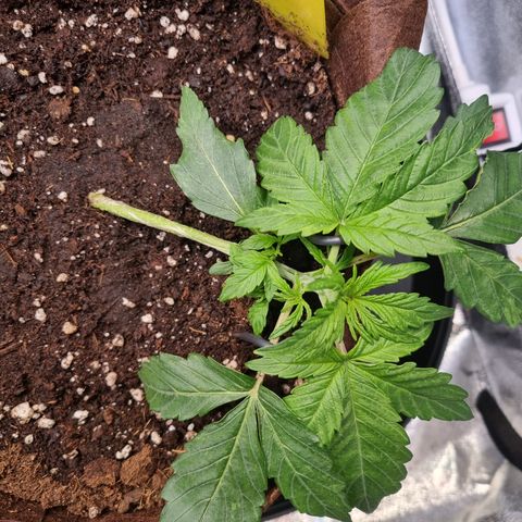 Gorilla Auto Run #1 growlog timeline photo