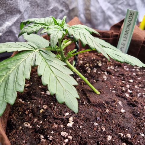 Purple Lemonade Auto Run #1 growlog timeline photo