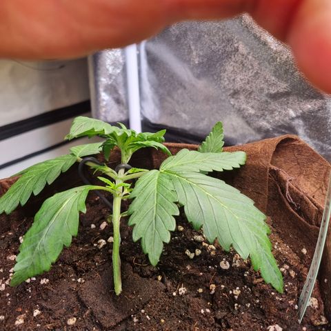 Purple Lemonade Auto Run #1 growlog timeline photo
