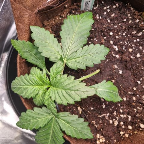 Purple Lemonade Auto Run #1 growlog timeline photo