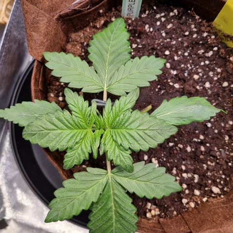 Purple Lemonade Auto Run #1 growlog timeline photo