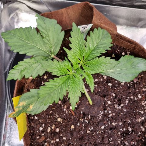 Amnesia Haze Auto Run #1 growlog timeline photo