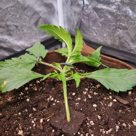 Amnesia Haze Auto Run #1 growlog timeline photo