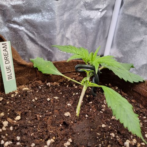 Blue Dream Auto Run #1 growlog timeline photo