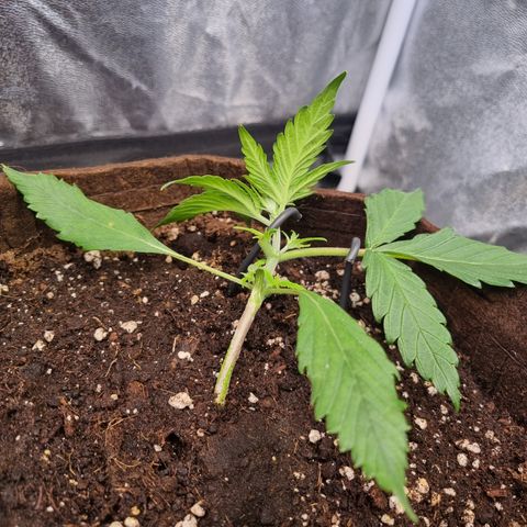 Blue Dream Auto Run #1 growlog timeline photo