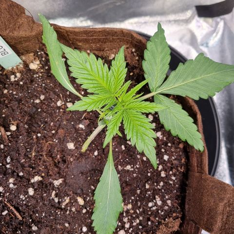Blue Dream Auto Run #1 growlog timeline photo