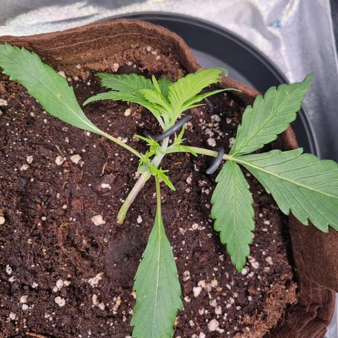 Blue Dream Auto Run #1 growlog timeline photo