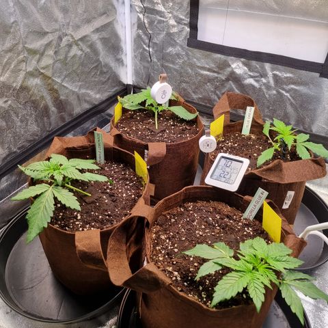 Purple Lemonade Auto Run #1 growlog timeline photo