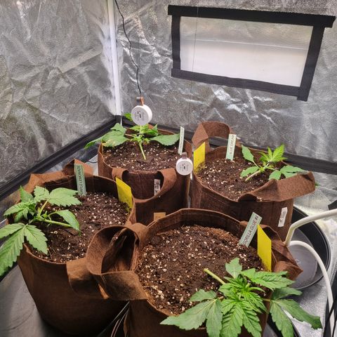 Purple Lemonade Auto Run #1 growlog timeline photo