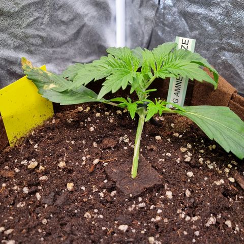Amnesia Haze Auto Run #1 growlog timeline photo