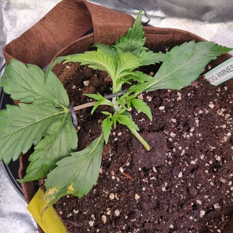 Amnesia Haze Auto Run #1 growlog timeline photo