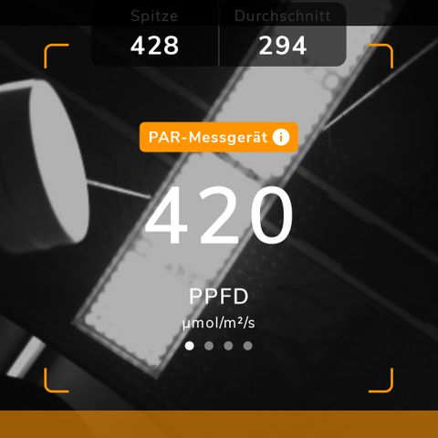 Purple Lemonade Auto Run #1 growlog photo: Licht von 370 PPFD
Auf 420 PPFD ;)