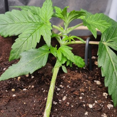 Gorilla Auto Run #1 growlog timeline photo