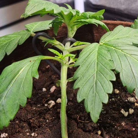 Purple Lemonade Auto Run #1 growlog timeline photo