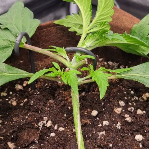 Amnesia Haze Auto Run #1 growlog timeline photo
