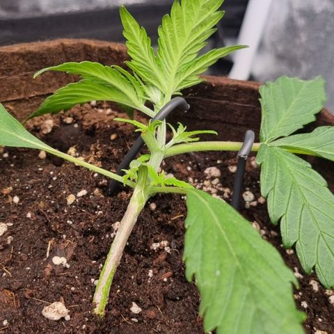 Blue Dream Auto Run #1 growlog timeline photo