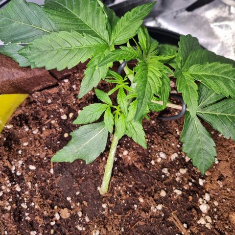 Gorilla Auto Run #1 growlog timeline photo