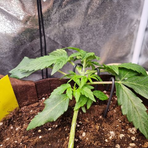 Gorilla Auto Run #1 growlog timeline photo