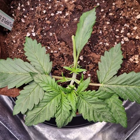 Purple Lemonade Auto Run #1 growlog timeline photo