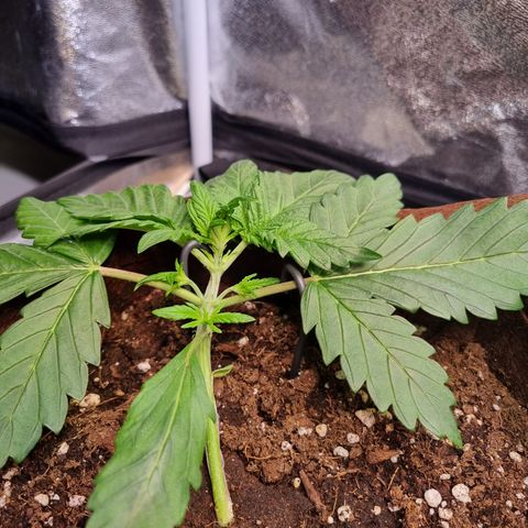 Purple Lemonade Auto Run #1 growlog timeline photo