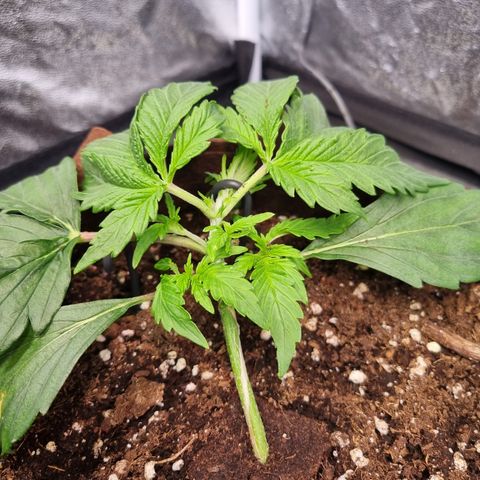 Amnesia Haze Auto Run #1 growlog timeline photo