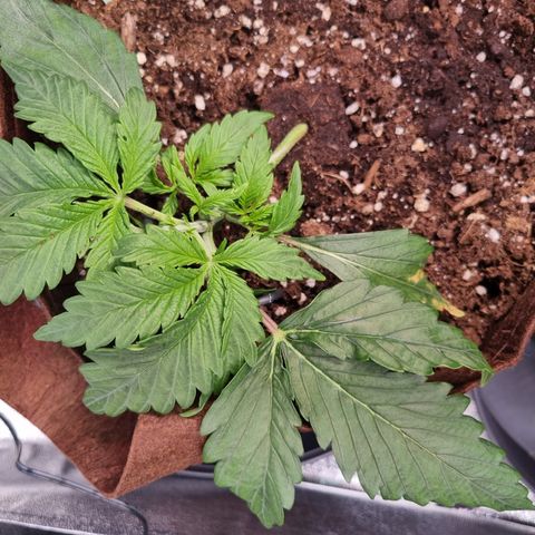 Amnesia Haze Auto Run #1 growlog timeline photo