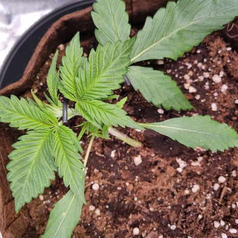 Blue Dream Auto Run #1 growlog timeline photo