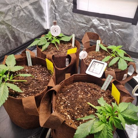 Purple Lemonade Auto Run #1 growlog timeline photo