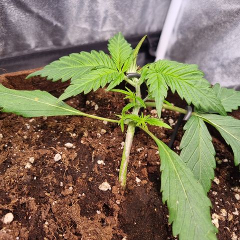 Blue Dream Auto Run #1 growlog timeline photo