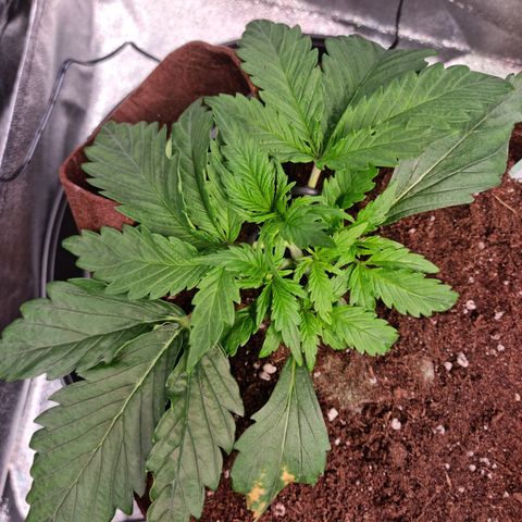 Amnesia Haze Auto Run #1 growlog timeline photo