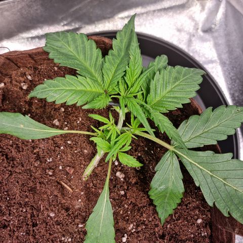 Blue Dream Auto Run #1 growlog timeline photo