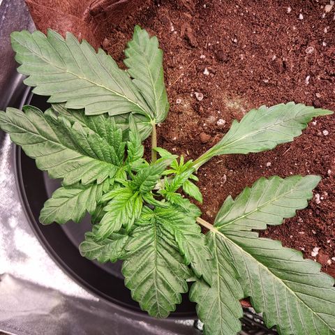 Purple Lemonade Auto Run #1 growlog timeline photo