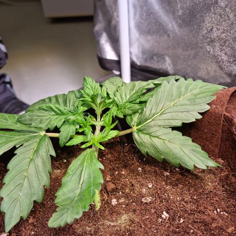 Amnesia Haze Auto Run #1 growlog timeline photo
