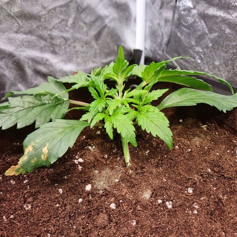 Purple Lemonade Auto Run #1 growlog timeline photo