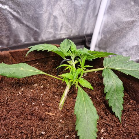 Blue Dream Auto Run #1 growlog timeline photo